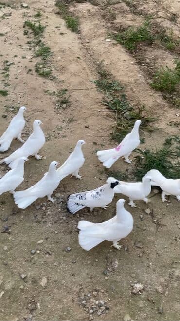 hazır ev çertyojları: Törəmə enniquyruğlar hazır cütlərdə var tək erkey mayalarda Quyruğ — 5