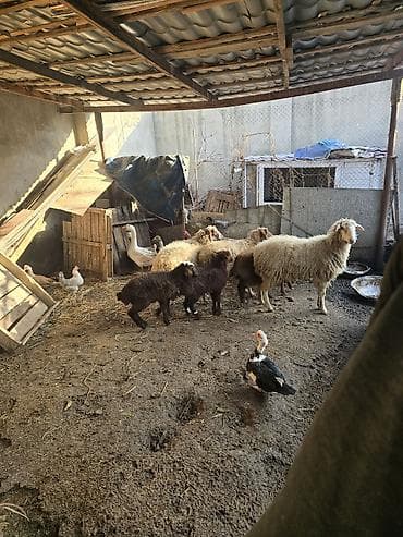 Птицы: Satış: qoyun və quzular dəsti - Növ: yerli qoyun cinsi (qarışıq — 4