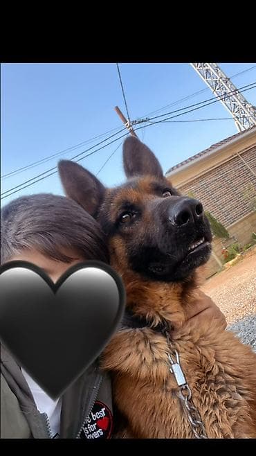 i̇tlər doberman: Alman çoban iti, 2 il, Erkek, Peyvəndli, Ünvandan götürmə — 1