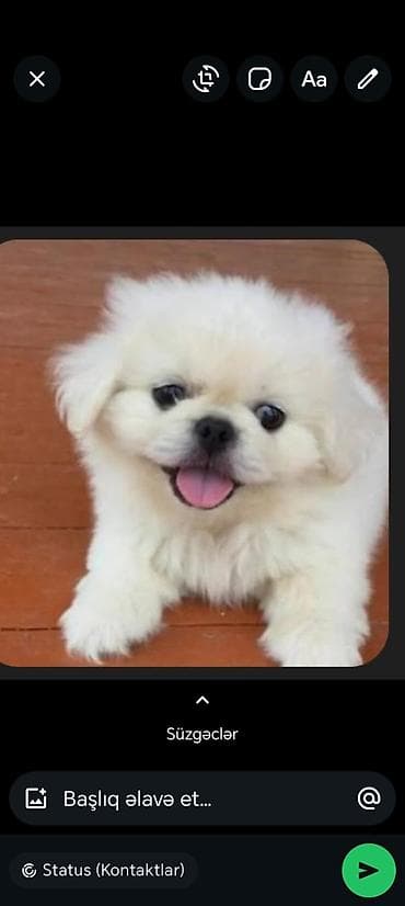 Pekines, Erkek, Peyvəndli, Ünvandan götürmə