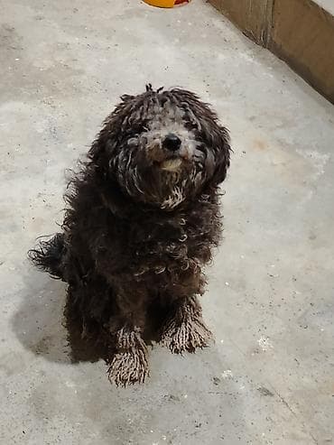 mal bazari 2020: Pudel, 3 ay, Dişi, Peyvəndli, Ünvandan götürmə — 2