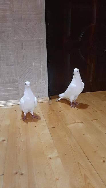 Gəmiricilər: Məhsul: Ağ göyərçin cütü Təsvir:satılır ucan cins - Rəng: tam ağ — 3