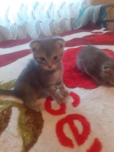 pisik yuvası: Yaxşı əllərə — 1