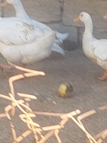 хаски цена в баку: Курица, Для мяса, Самовывоз — 11