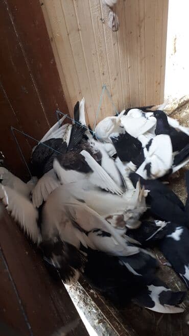 sumqayit goyercin: Məhsul: Ev göyərçinləri (bir neçə rəngdə və növdə) Təsvir: - — 6