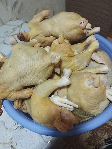 Ət məhsulları: Kənd toyuğu Chicken Bütöv — 2