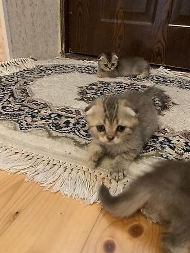 pitbull bala: Şotland yastı qulaq, Ödənişli çatdırılma — 2