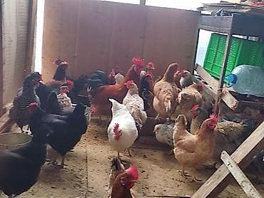 Собаки: Курица, Для яиц — 6