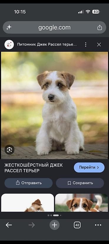 alpin keçileri: Cek rassel teryer — 4