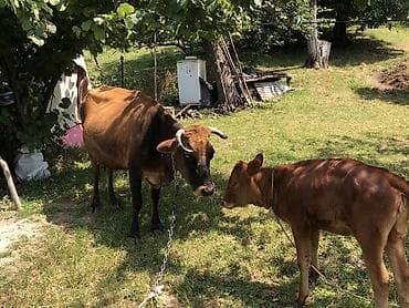Dişi, il: 10, Südlük, Ünvandan götürmə lalafo.az -da Dişi, il: 10, Südlük, Ünvandan götürmə