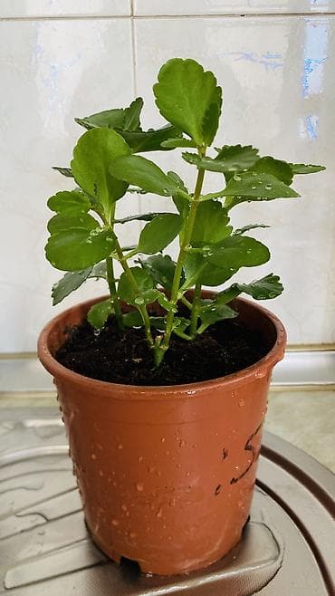 son zeng gulleri: Kalanxoe (Kalanchoe blossfeldiana) – saksı bitkisi - Rəngli, çoxlu — 10
