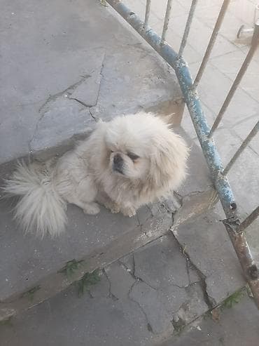 pikines itleri: Pekines, 2 il, Erkek, Ünvandan götürmə — 2