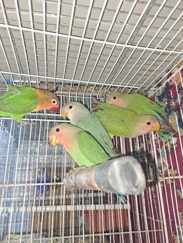 Quşlar: Məhsul: Dalmatinka/agapornis (lovebird) papuqayları – müxtəlif rəng — 7