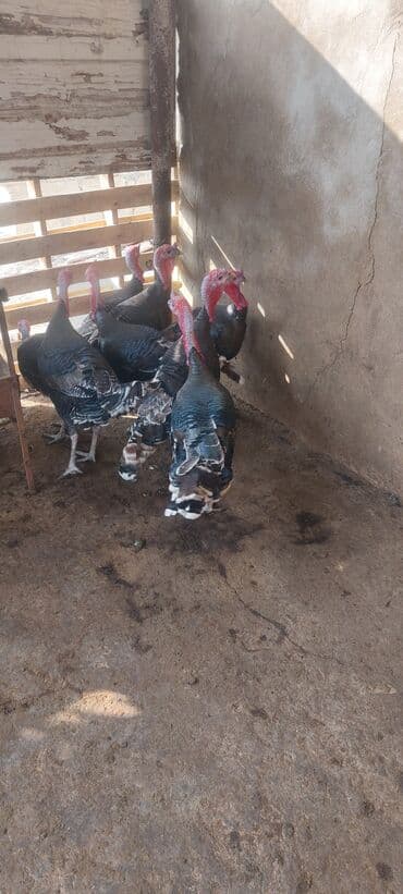 cins ineklerin satisi 2018: Erkək, Damazlıq, Ünvandan götürmə — 3