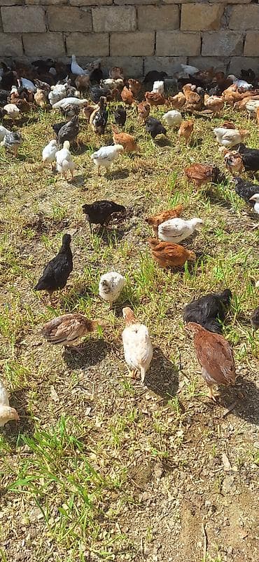 toyuq cuceler: Toyuq cücələri, Damazlıq — 4