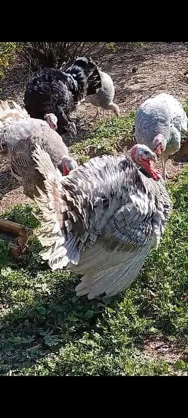 hind cayi: Erkək, Damazlıq — 2