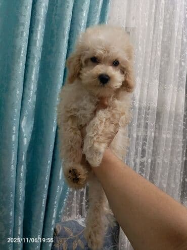 itlərin qiymətləri: Pudel — 4