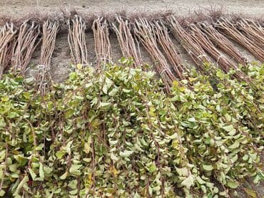 zeytun satışı: Ərik Tingləri . "Saglam Tinglər Saglam Bagçiliqin Təminatidir"🌱 Yeni — 7