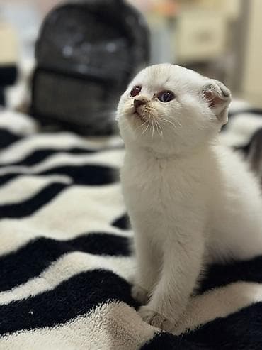 simental inek satilir: Şotland yastı qulaq — 2