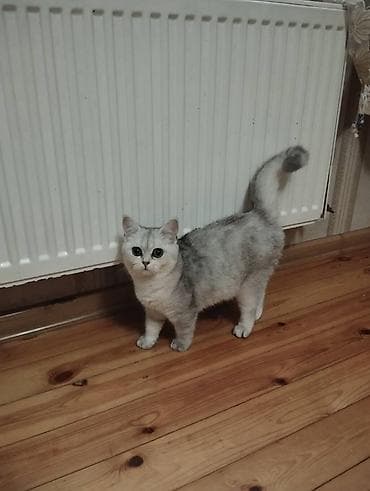 Britan, Dişi, Cütləşmə üçün