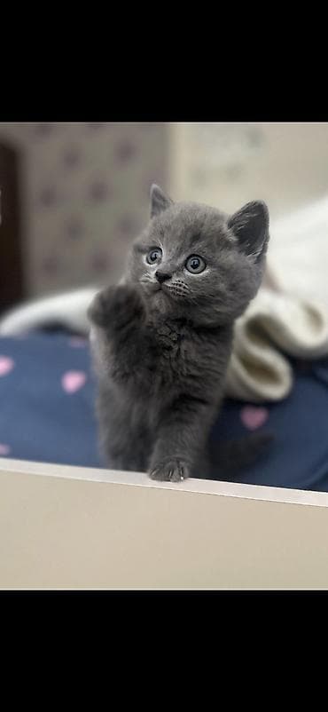 bengal pisik: Şotland yastı qulaq — 3