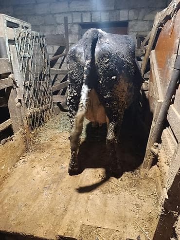 Ördəklər: Dişi, il: 3, Südlük — 3