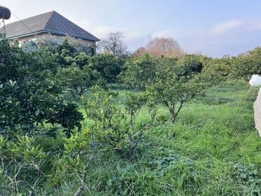 10 sot, Kənd təsərrüfatı, Mülkiyyətçi, Kupça (Çıxarış)