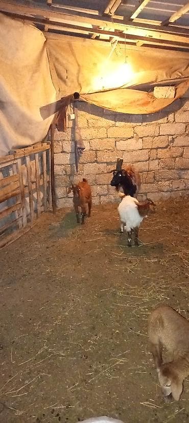 Qoyun-keçi təsərrüfatı üçün heyvanlar - Növ: Keçi (3 baş) - Görünüş — 1