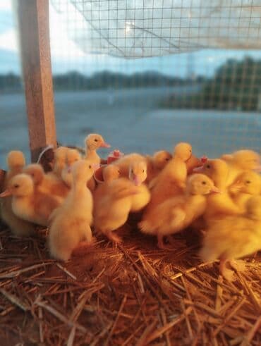 tısbağa balası: Ördək cücələri, Ətlik, Ünvandan götürmə, Ödənişli çatdırılma, Rayonlara çatdırılma — 3