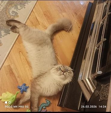 pisik yuvasi: Şotland — 3