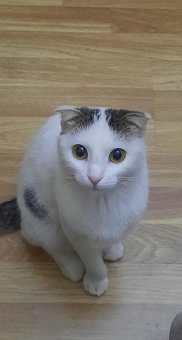 K/t heyvanları və malları: Şotland yastı qulaq, Dişi, Yaxşı əllərə, Ünvandan götürmə — 3