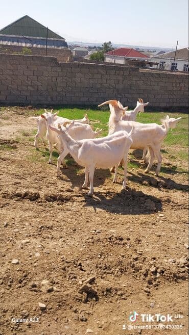 keci satan: Ağ rəngli keçi sürüsü satılır. - Növ: süd və ət istiqamətli yerli/ağ — 4