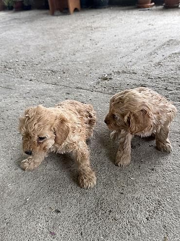 карликовый пудель цена: Пудель — 1