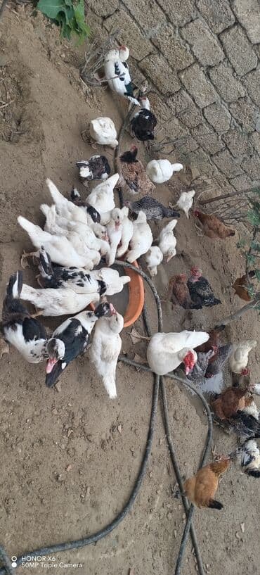 zumrud ordək: Məhsul: Muskovi (Hind) ördəkləri – müxtəlif rənglərdə sürü Təsvir: - — 13