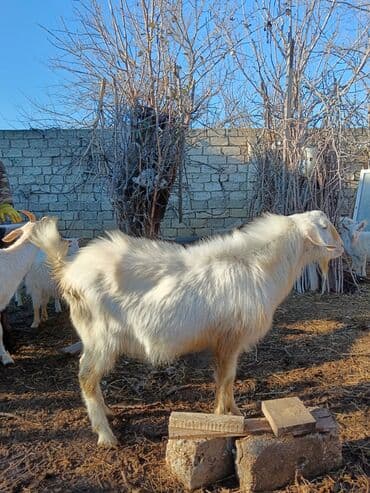 Ağ tüklü, uzun yundan ibarət yerli tip keçi. - Cins: ehtimalən