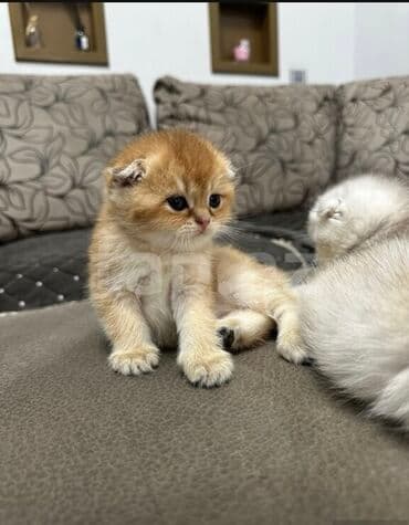 шотландская вислоухая кошка цена в баку: Şotland yastı qulaq, Erkək, Dişi, Ünvandan götürmə — 7