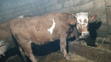 Dana, buzov, Dişi, ay: 1, Ətlik