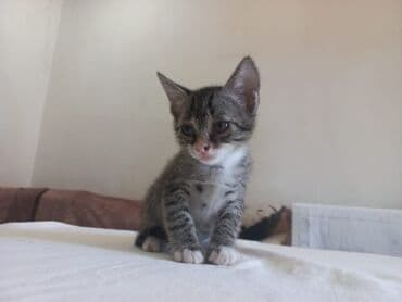 bala pişik adları: Tabbi, Yaxşı əllərə — 5