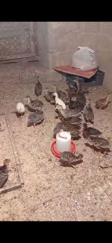 Digər heyvanlar: Salam Hinduşka balaları satılır 30 dənədi ünvan Kürdəxanı 15-20 — 1