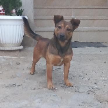 1 il, Erkek lalafo.az -da 1 il, Erkek