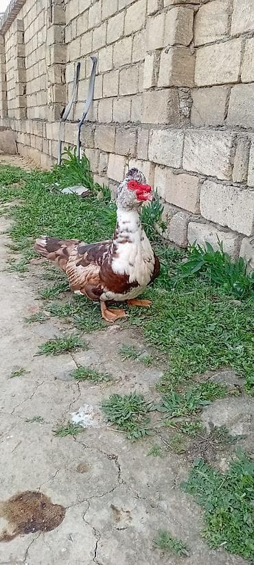 ruan ordəyi: Məhsul: Musk ördəyi (barbarı) Təsvir: - Rəng: qəhvəyi-ağ qarışıq — 1