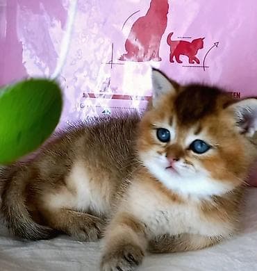 Britan, Dişi, Yaxşı əllərə, Ünvandan götürmə