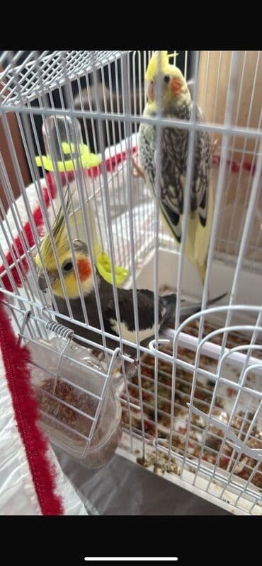 Növ: Nimfa (Cockatiel) cütü Xüsusiyyətlər: - İki quş – biri sarı