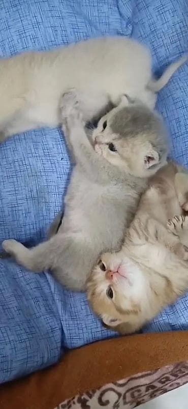 erkey dana: Şotland, Erkək, Cütləşmə üçün, Ünvandan götürmə — 6