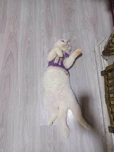 retriever satilir: Satilir ag britan tik qulaq sakitdi agillidi qum terbiyyesi — 5