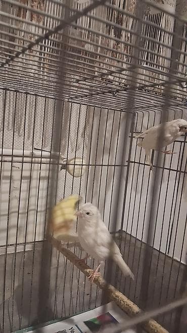 əbabil quşunun qiyməti: Cavan Quşlar satılır hər qiymətə var — 7