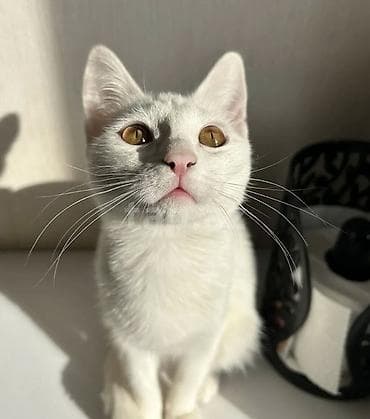 bakida itlerin satisi: Dişi, Yaxşı əllərə — 1