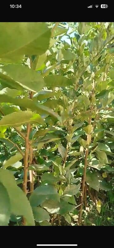 dəmir tikanı bitkisi: Gilas tingləri 1000 ədəd 2 illikdiler Napaleon Ramanı çalqırım — 3