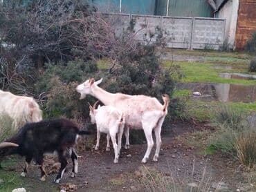 lal ordəklərin satışı: Məhsul: Keçi sürüsü Təsvir: - Şəkillərdə müxtəlif yaşda və rəngdə — 1