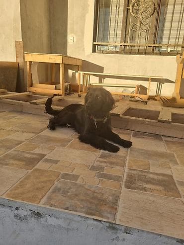 Quşlar: 8ayliqdir.Parodasini bilenler taniyar nece bahali itdir.qiymətdə cuzi — 6